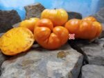 Nelson's Golden Giant Tomato Seeds.