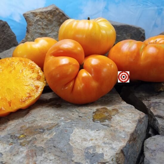 Nelson's Golden Giant Tomato Seeds.