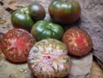 OWENS PURPLE INDETERMINATE TOMATOES