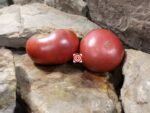 Owen's Purple Tomato Seeds..