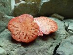 RW Cephei Slicing Tomato