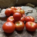 Red Smudge Tomato Seeds
