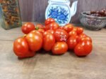 Reisetomate Tomato