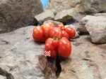 Reisetomate Tomato Fresh Eating Tomatoes