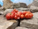 Reisetomate Tomato Salad Tomatoes