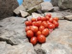 Rosalita Tomato Red Tomatoes