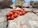Rosalita Tomato Seeds