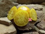 Sweet Sharon Striped Tomato Seeds