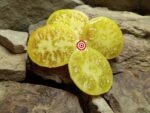 Sweet Sharon Striped Yellow Tomato