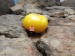 T.C. Jones Tomato Yellow Tomatoes
