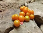 WOW Cherry Tomato
