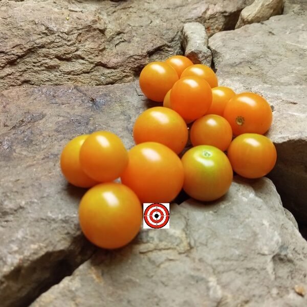 WOW Cherry Tomato