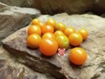 WOW Cherry Tomato - Image 3