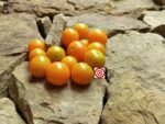 WOW Cherry Tomato - Image 5