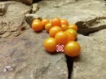 WOW Cherry Tomato - Image 4