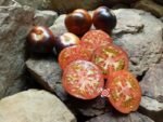 Wild Card Blues Tomato by Tom Wagner