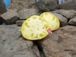 Wolverine Tomato - Image 9