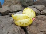 Wolverine Tomato - Image 10