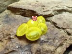 Yellow Fargo Tomato Seeds