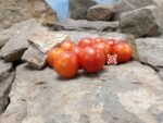 42 Day Tomato Early Season Tomato Seeds