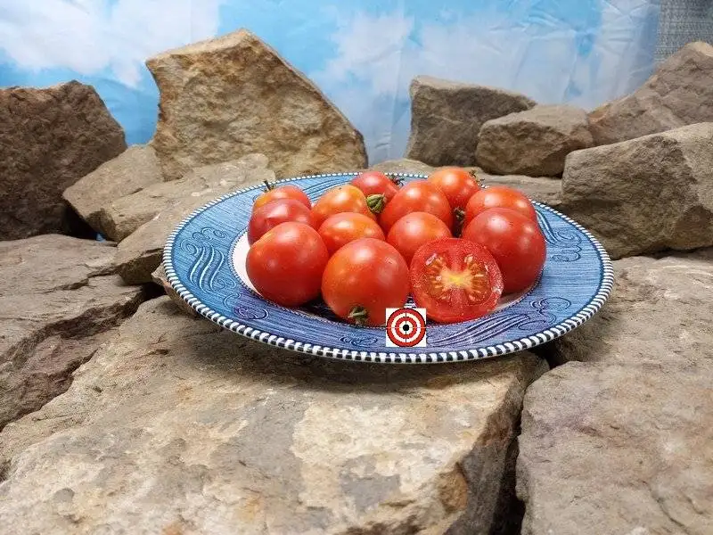 42 Day Tomato Red Tomato Seeds