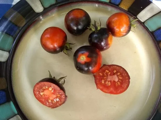 Blue Suede Shoes Tomato