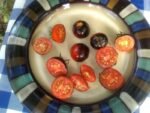 Blue Suede Shoes Tomato open pollinated antho OP