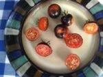 Blue Suede Shoes Tomato seeds