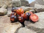 Gargamel Tomato Antho Tomato