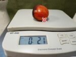 Gargamel Tomato Elongated Tomato