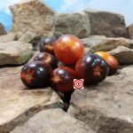 Gargamel Tomato Seeds