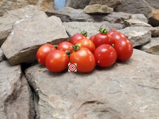 Orange Roussellini Tomato