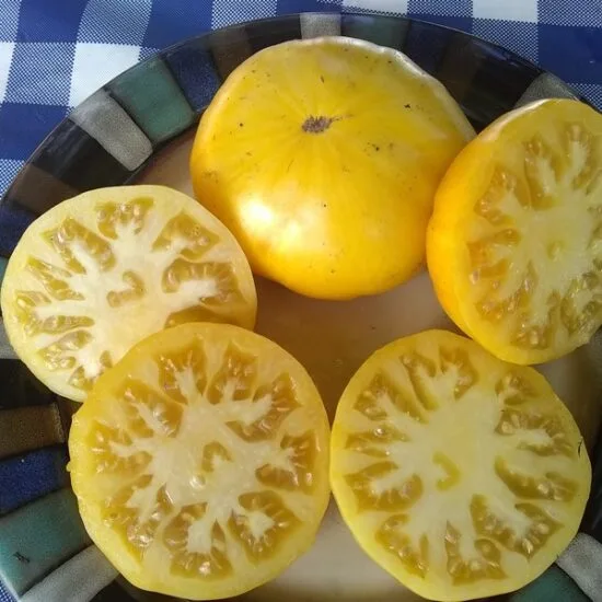 Saldwigs Yellow Tomato heirloom beefsteak