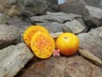 Sink's Striped Tomato Yellow Tomatoes.