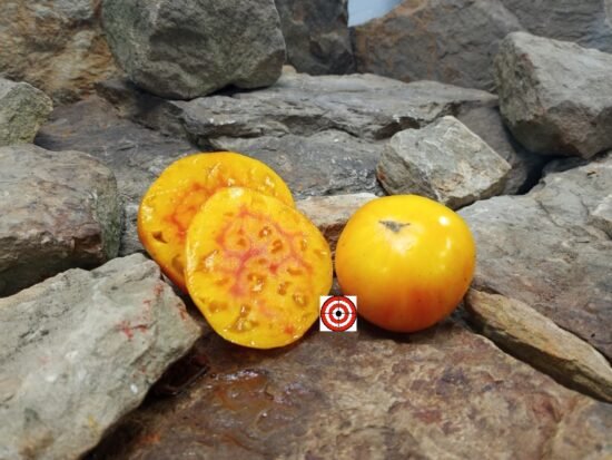 Sink's Striped Tomato Yellow Tomatoes.