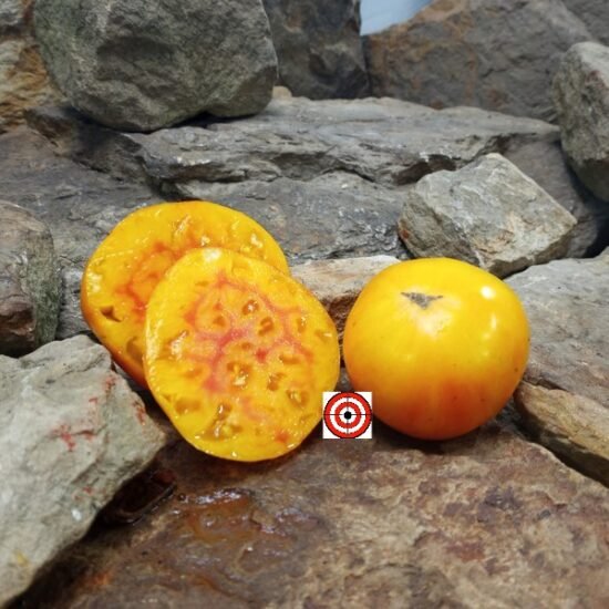 Sink's Striped Tomato Yellow Tomatoes.