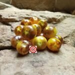 Amethyst Cream Cherry Tomato