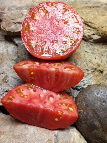 Dwarf Wild Spudleaf Tomato-Bounty Hunter Seeds-Heirloom Seeds