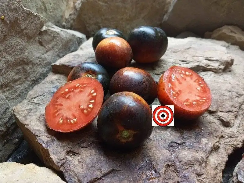 Bandol Blues Tomato