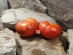 Beauty King Dwarf Tomato Seeds.