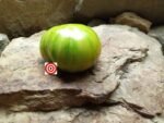 Berkeley Tie Dye Green Tomato by Brad Gates