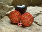 Bruno Fournier Bandol Blues Tomato Seeds