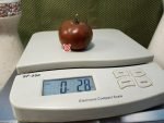 Carmone Tomato