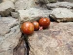 Carmone Tomato Black Tomatoes