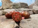 Chestnut Chocolate Tomato by Brad Gates