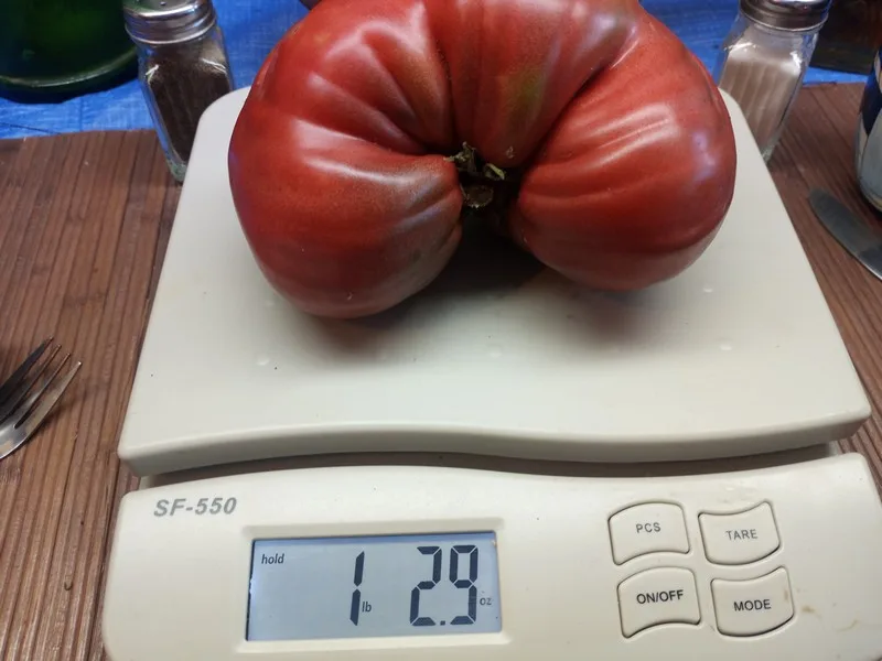 DWARF PURPLE HEART DETERMINATE TOMATOES