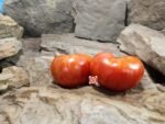 Dwarf Beauty King Tomato