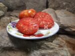 Dwarf Beauty King Tomato Patio Tomatoes.