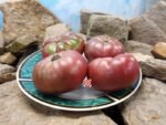 Dwarf Purple Reign Tomato.