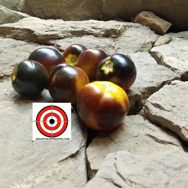 Elma Blue Tomato